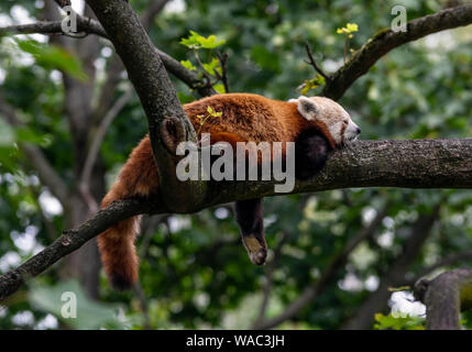 Le panda rouge dormir sur une branche d'arbre Banque D'Images