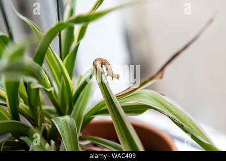 Une chenille de grimper sur une maison de l'usine (Chlorophytum comosum araignée). Banque D'Images