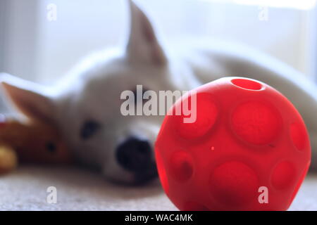 Husky de Sibérie Portrait Studio hoche la tête avec Toy Banque D'Images