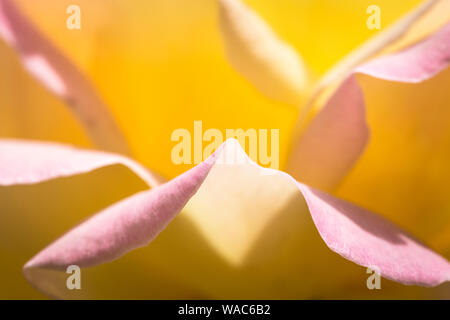 Close up de pétales de fleur de rose de la paix, un hybride rose thé. Nom scientifique : Rosa 'Madame A. Meilland'. Nom commercial : Gioia, Gloria Dei, la paix. UK Banque D'Images