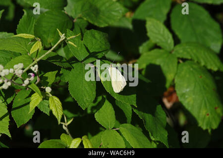 Petit papillon blanc ou blanc chou Pieris rapae latine gros plan papillon qui se nourrit d'une feuille ou d'un bush blackberry bramble Rubus fruticosus latine Banque D'Images