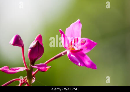 Belle petite fleur de couleur rose Banque D'Images