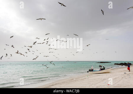 Pêcheurs dans une barque sur la plage entouré de Flying Sea Gull, Masirah Island, Oman Banque D'Images