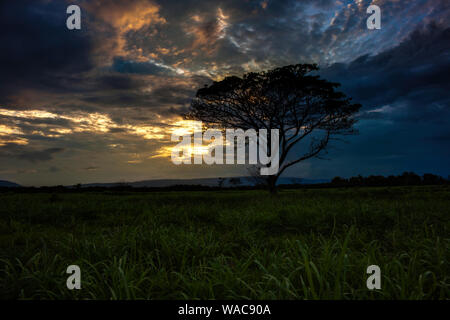 Un seul arbre est découpé sur une belle et nuageux ciel coucher de soleil avec les montagnes à l'arrière-plan lointain. Banque D'Images