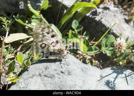 Archon apollinus Apollo (papillon) Banque D'Images