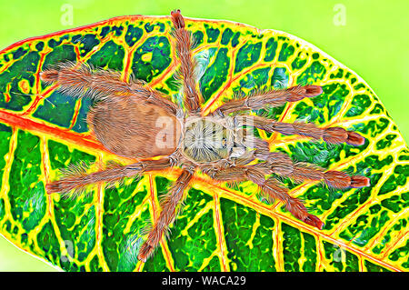 Orange Tree Spider (Tapinauchenius gigas) Banque D'Images