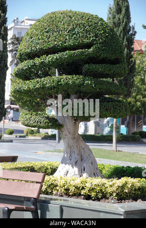 Topiary. Cyprès antiques avec un tronc puissant curly joliment parées pousse sur le carré sur une journée ensoleillée. Banque D'Images