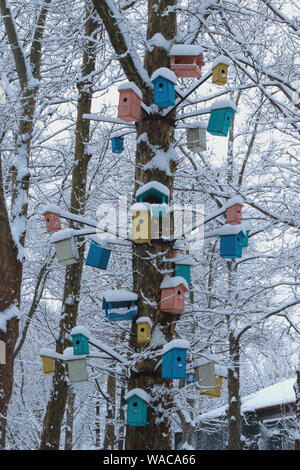 De nombreuses chambres lumineuses, peint en rouge, jaune, bleu et autres couleurs, nichoirs, mangeoires pour oiseaux et sur l'arbre. Des maisons pour les oiseaux dans l'hiver sous la sn Banque D'Images