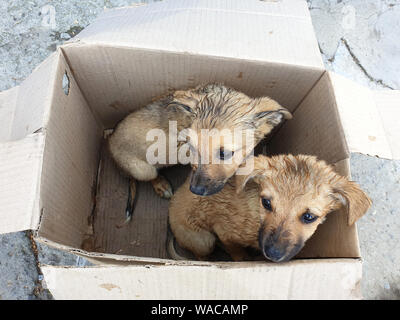 Deux chiot errant dans une boîte en carton Banque D'Images