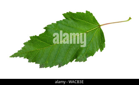 Feuille verte naturelle de l'érable de l'Amur (Acer ginnala) Découpe d'arbre sur fond blanc Banque D'Images