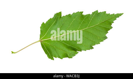 L'arrière de la feuille verte naturelle de l'érable de l'Amur (Acer ginnala) Découpe d'arbre sur fond blanc Banque D'Images