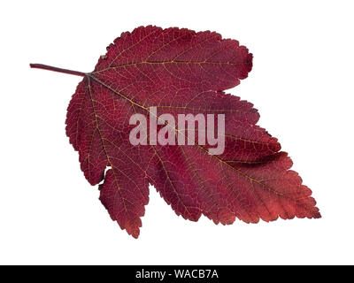 Feuille rouge naturel de physocarpe (physocarpus) Découpe d'arbustes sur fond blanc Banque D'Images