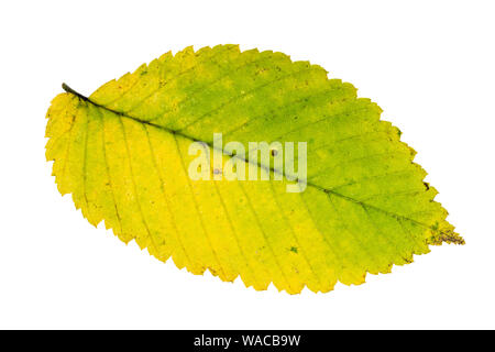 L'automne jaune et vert feuille d'orme dentelle sur fond blanc Banque D'Images