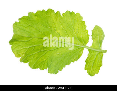 Feuille verte d'usine de radis (Raphanus sativus var radicula) sur fond blanc Banque D'Images