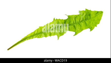 Feuilles vert frais de découpe de pissenlit sur fond blanc Banque D'Images