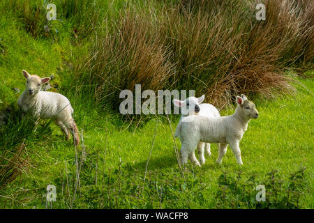 Moutons et agneaux sur portes des champs verts et à la côte Atlantique Banque D'Images