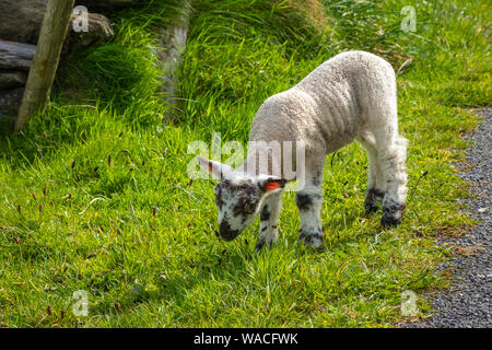 Moutons et agneaux sur portes des champs verts et à la côte Atlantique Banque D'Images