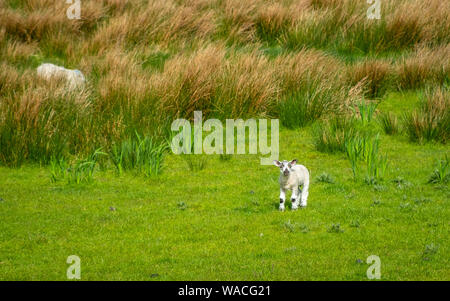 Moutons et agneaux sur portes des champs verts et à la côte Atlantique Banque D'Images