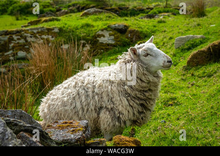 Moutons et agneaux sur portes des champs verts et à la côte Atlantique Banque D'Images