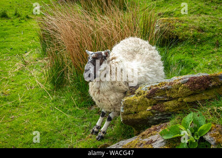 Moutons et agneaux sur portes des champs verts et à la côte Atlantique Banque D'Images