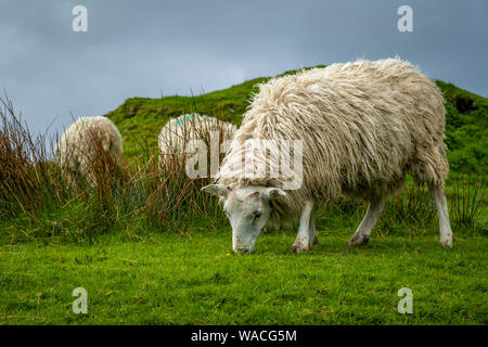 Moutons et agneaux sur portes des champs verts et à la côte Atlantique Banque D'Images