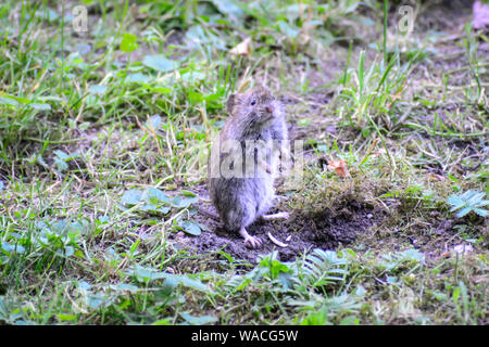 Le campagnol des champs (Microtus arvalis) se tient sur le sol et regarde autour Banque D'Images