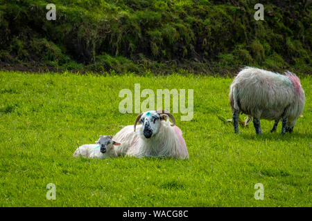 Moutons et agneaux sur portes des champs verts et à la côte Atlantique Banque D'Images