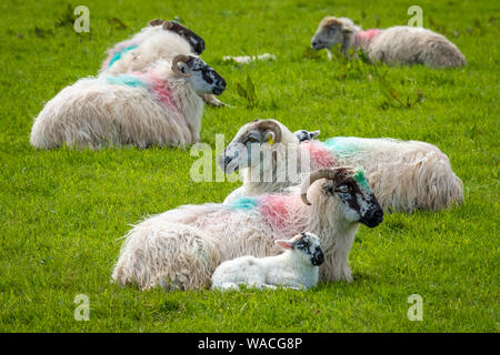 Moutons et agneaux sur portes des champs verts et à la côte Atlantique Banque D'Images