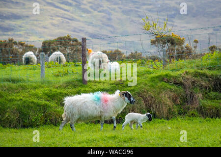 Moutons et agneaux sur portes des champs verts et à la côte Atlantique Banque D'Images