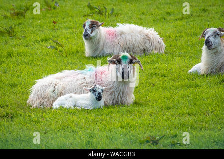 Moutons et agneaux sur portes des champs verts et à la côte Atlantique Banque D'Images