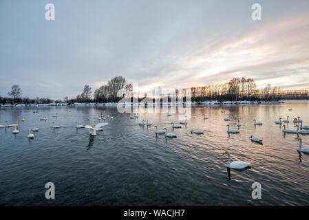 Un groupe de cygnes nageant sur un lac sur un jour d'hiver glacial. Lebedinyj Svetloye Swan Réserve Naturelle, lac, Village, district Urozhaynoye Sovetsky, l'Altaï Banque D'Images