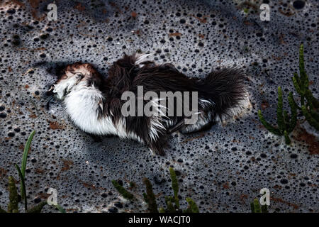 Le petit canard, perdu birdy merganser canards flottant sur les vagues de mousse dense. Peut-être que chick est mort à cause de la pollution de l'eau, l'empoisonnement d'animaux Banque D'Images