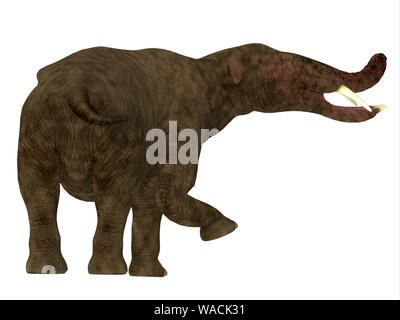 Platybelodon éléphant herbivore était de mammifères qui vivaient en Afrique, en Europe et en Amérique du Nord au cours du Miocène et périodes du pléistocène. Banque D'Images