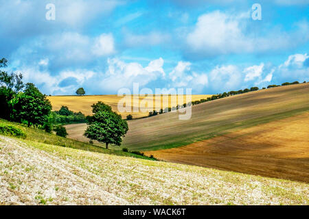 Sussex, paysage anglais, des collines, la couleur d'or de la croissance des cultures dans les champs, la lumière est faible élevé casting ombres et lumières sur des t Banque D'Images