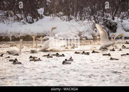 Lutte des cygnes. Un cygne attaque un autre oiseau. 'Lebedinyj' Swan Réserve Naturelle, vetloye «' lake, Urozhaynoye Village, district, région de l'Altaï Sovetsky, R Banque D'Images