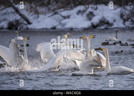 Lutte des cygnes. Un cygne attaque un autre oiseau. 'Lebedinyj' Swan Réserve Naturelle, vetloye «' lake, Urozhaynoye Village, district, région de l'Altaï Sovetsky, R Banque D'Images