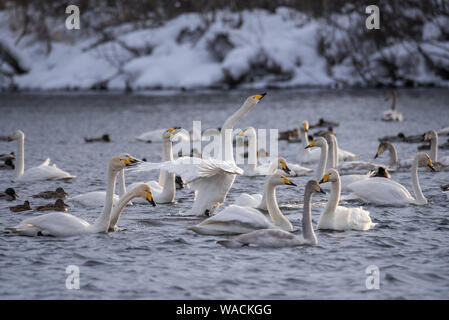 Lutte des cygnes. Un cygne attaque un autre oiseau. 'Lebedinyj' Swan Réserve Naturelle, vetloye «' lake, Urozhaynoye Village, district, région de l'Altaï Sovetsky, R Banque D'Images