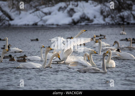 Lutte des cygnes. Un cygne attaque un autre oiseau. 'Lebedinyj' Swan Réserve Naturelle, vetloye «' lake, Urozhaynoye Village, district, région de l'Altaï Sovetsky, R Banque D'Images