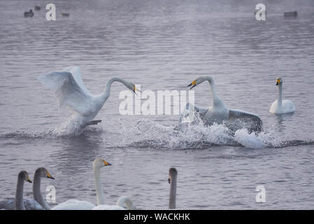 Lutte des cygnes. Un cygne attaque un autre oiseau. 'Lebedinyj' Swan Réserve Naturelle, vetloye «' lake, Urozhaynoye Village, district, région de l'Altaï Sovetsky, R Banque D'Images