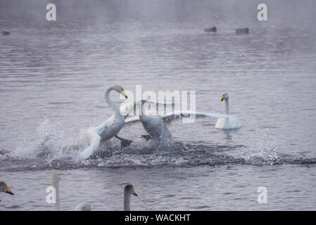 Lutte des cygnes. Un cygne attaque un autre oiseau. 'Lebedinyj' Swan Réserve Naturelle, vetloye «' lake, Urozhaynoye Village, district, région de l'Altaï Sovetsky, R Banque D'Images