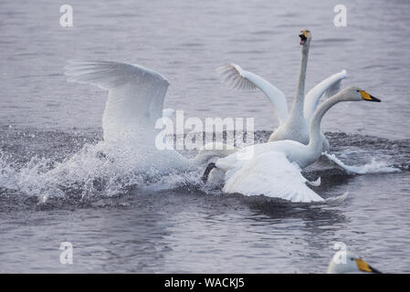 Lutte des cygnes. Un cygne attaque un autre oiseau. 'Lebedinyj' Swan Réserve Naturelle, vetloye «' lake, Urozhaynoye Village, district, région de l'Altaï Sovetsky, R Banque D'Images