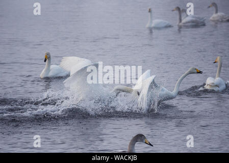 Lutte des cygnes. Un cygne attaque un autre oiseau. 'Lebedinyj' Swan Réserve Naturelle, vetloye «' lake, Urozhaynoye Village, district, région de l'Altaï Sovetsky, R Banque D'Images