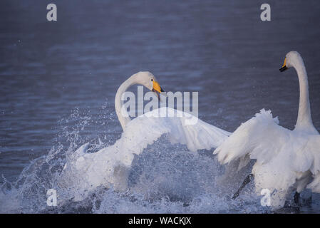 Lutte des cygnes. Un cygne attaque un autre oiseau. 'Lebedinyj' Swan Réserve Naturelle, vetloye «' lake, Urozhaynoye Village, district, région de l'Altaï Sovetsky, R Banque D'Images