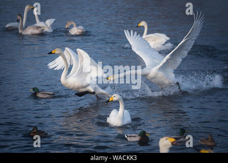 Lutte des cygnes. Un cygne attaque un autre oiseau. 'Lebedinyj' Swan Réserve Naturelle, vetloye «' lake, Urozhaynoye Village, district, région de l'Altaï Sovetsky, R Banque D'Images