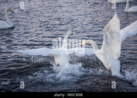 Lutte des cygnes. Un cygne attaque un autre oiseau. 'Lebedinyj' Swan Réserve Naturelle, vetloye «' lake, Urozhaynoye Village, district, région de l'Altaï Sovetsky, R Banque D'Images