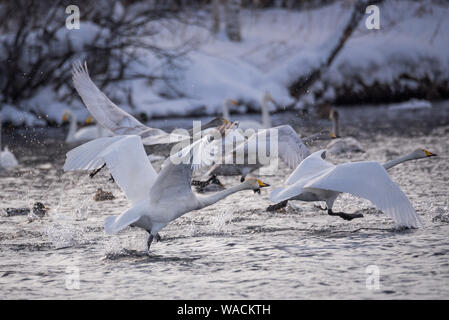 Lutte des cygnes. Un cygne attaque un autre oiseau. 'Lebedinyj' Swan Réserve Naturelle, vetloye «' lake, Urozhaynoye Village, district, région de l'Altaï Sovetsky, R Banque D'Images