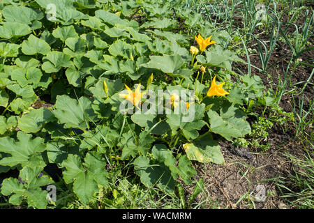 Courgettes poussant dans un lit de légumes en relief, Angleterre, Royaume-Uni. Banque D'Images