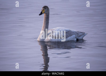 Une famille swan nage dans l'hiver sur le lac. 'Lebedinyj' Swan Réserve Naturelle, vetloye «' lake, Urozhaynoye Village, district, région de l'Altaï Sovetsky, R Banque D'Images