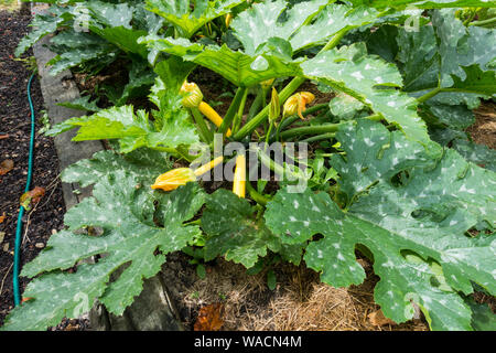 Courgettes poussant dans un lit de légumes en relief, Angleterre, Royaume-Uni. Banque D'Images