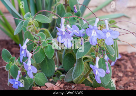 Streptocarpus saxorum Cape Prinrose plantées une plante vivace à l'extérieur dans un endroit ensoleillé pour l'été comme hiver à l'intérieur de l'usine d'offres gel Banque D'Images